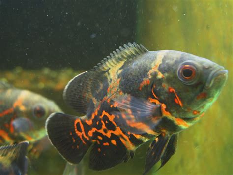 花豬混養|地圖魚飼養標準，附常見混養方案與基本病症治療方法。